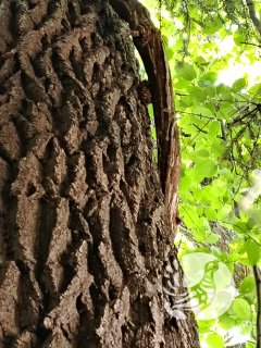 Можно ли попасть в кузницу, если идешь по экотропе? Можно ли попасть в кузницу, если идешь по экотропе?