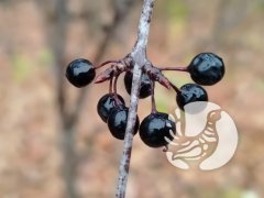 На экотропе: одну ягодку (не) беру, другую примечаю? На экотропе: одну ягодку (не) беру, другую примечаю?