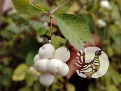 На экотропе: одну ягодку (не) беру, другую примечаю? На экотропе: одну ягодку (не) беру, другую примечаю?