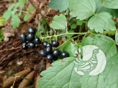 На экотропе: одну ягодку (не) беру, другую примечаю? На экотропе: одну ягодку (не) беру, другую примечаю?