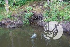 Спасем самых маленьких: русская выхухоль Спасем самых маленьких: русская выхухоль